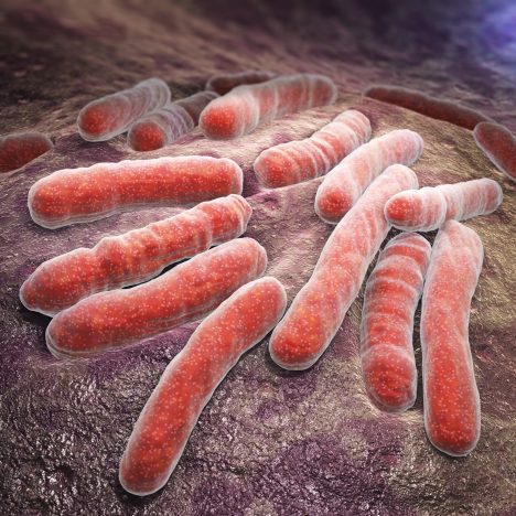 Mycobacterium Antibody